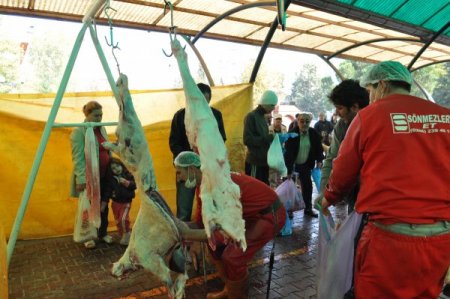 Balıkesir Belediyesi küçükbaş kurbanlıkları ücretsiz kesecek