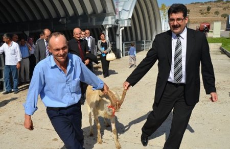 Balıkesir'de 28 yetiştiriciye 39 damızlık saanen tekesi dağıtıldı