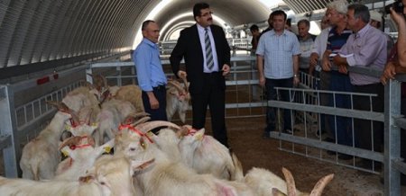 Balıkesir'de 28 yetiştiriciye 39 damızlık saanen tekesi dağıtıldı