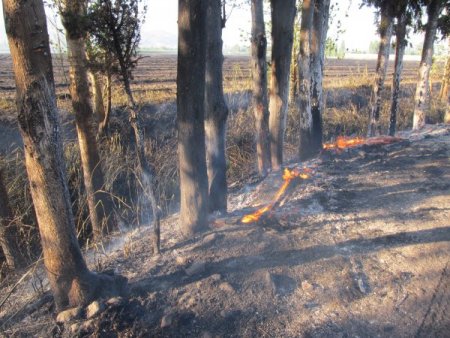 Balıkesir'de Anız Yangını: 47 Dönüm Tahıl Tarlası Kül Oldu