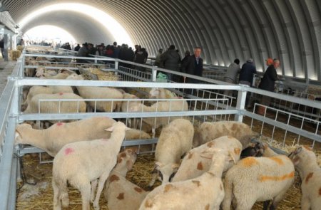 Balıkesir'de küçükbaş kurbanlık satışı için yer kiralama başlıyor