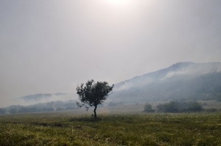 Balıkesir'de şiddetli rüzgar orman yangınına sebep oldu