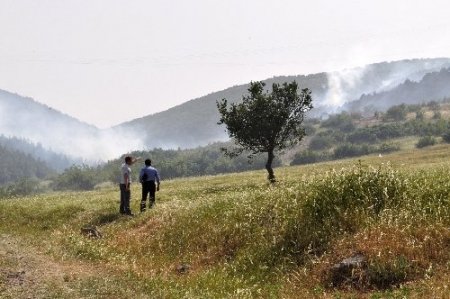 Balıkesir'de şiddetli rüzgar orman yangınına sebep oldu