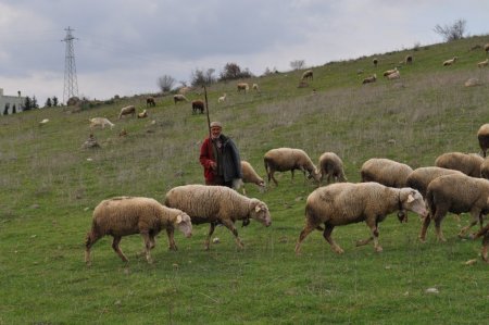 Balıkesirli çobanlardan üniversiteli çoban projesine destek