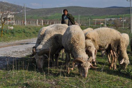 Balıkesirli çobanlardan üniversiteli çoban projesine destek