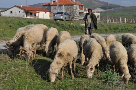 Balıkesirli çobanlardan üniversiteli çoban projesine destek