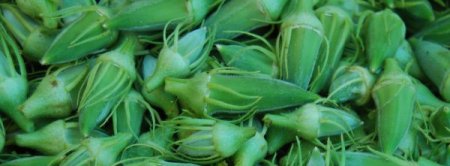 Bamya üreticileri yarıştı