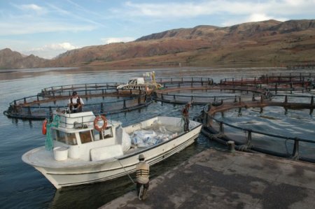 Baraj gölünde kurduğu kafeste alabalık üretimi yapıyor