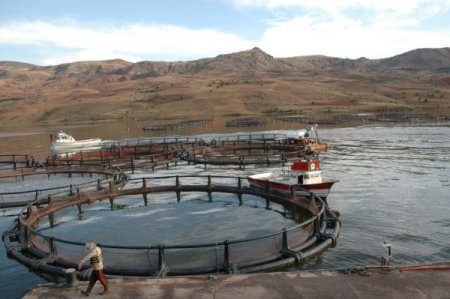 Baraj gölünde kurduğu kafeste alabalık üretimi yapıyor