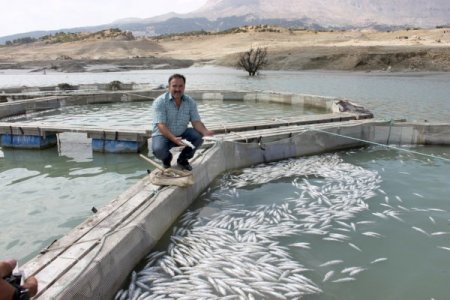 Baraj gölünde yetiştirilen 500 bin balık telef oldu