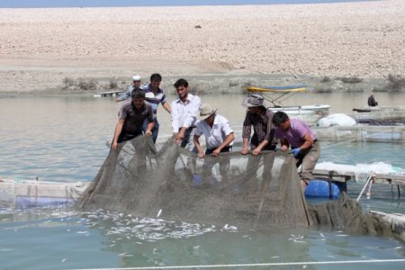 Baraj gölünde yetiştirilen 500 bin balık telef oldu