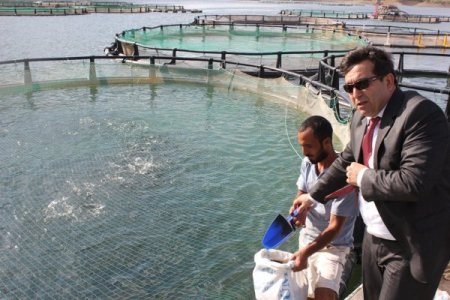 Baraj gölünde yurt dışı için balık yetiştiriliyor