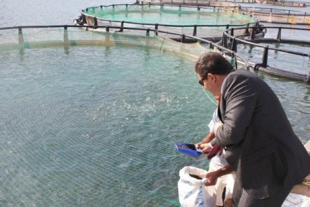 Baraj gölünde yurt dışı için balık yetiştiriliyor