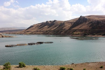 Baraj gölünde yurt dışı için balık yetiştiriliyor