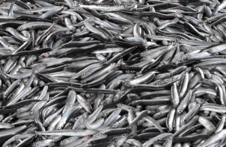 Barış Zaman: Abhazya’da hamsi katliamı yapılıyor