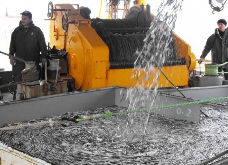 Barış Zaman: Abhazya’da hamsi katliamı yapılıyor