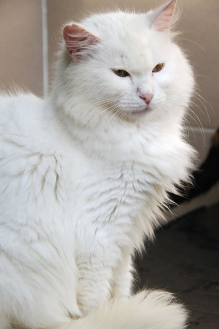 Başakşehir Belediyesi, sahip çıktığı kedilere yuva arıyor