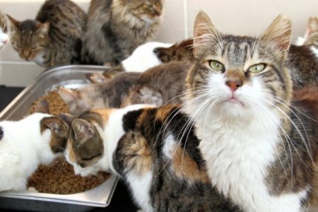 Başakşehir Belediyesi, sahip çıktığı kedilere yuva arıyor