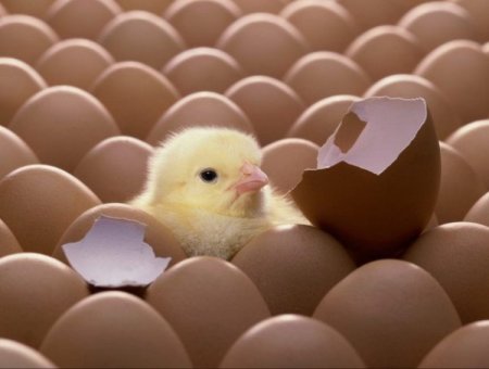 Başbakan Erdoğan, Twitter'da zirvede