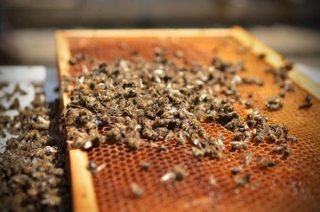 Başbakanlık binası önünde arılı eylem