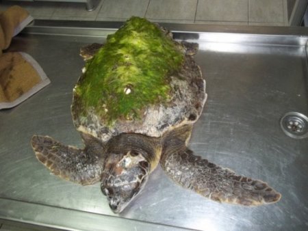 Başından Yaralanmış Deniz Kaplumbağasını Çomü Kurtardı