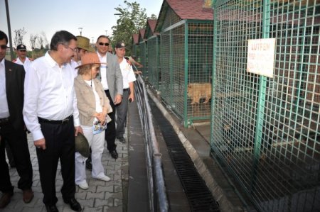 Başkan Gökçek, Sincan Evcil Hayvanlar Parkı’nı Gezdi