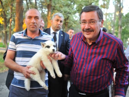 Başkan Gökçek Hayvanat Bahçesi’ni gezdi