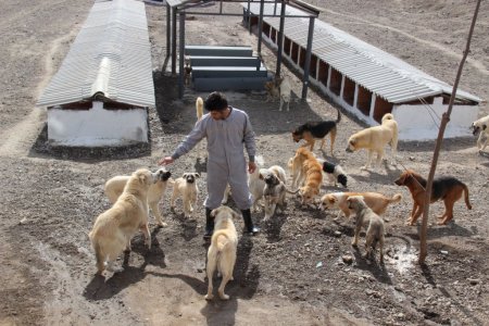 Başkan Özdemir: Hayvanseverler barınaktan hayvan alabilir
