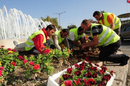 Başkent kışlık çiçeklerle süsleniyor