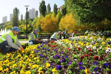 Başkent kışlık çiçeklerle süsleniyor