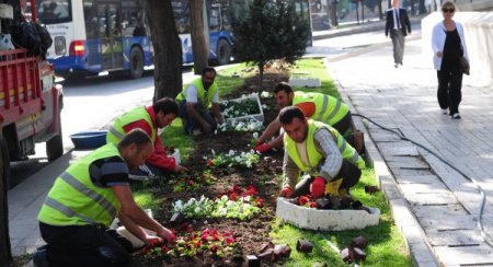 Başkent kışlık çiçeklerle süsleniyor