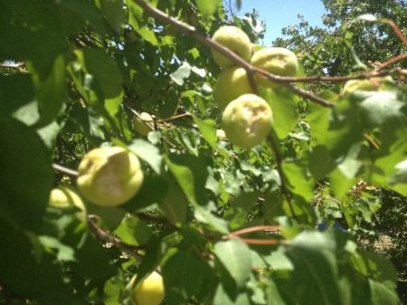 Baskil'de dolu zararı tespiti başladı