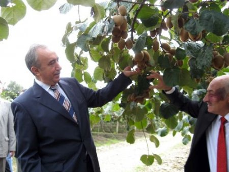 Bataklığı Bahçe Yaptı, Yılda 60 Ton Kivi Üretiyor
