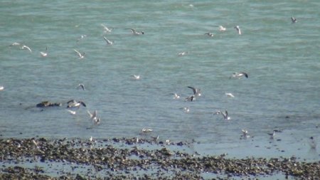 Batman Çayı'nda yem arayan kuşlar, renkli görüntüler oluşturuyor