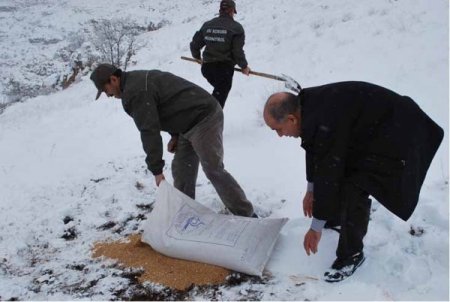 Batman'da yaban hayatı için yemleme çalışması