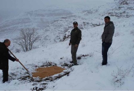 Batman'da yaban hayatı için yemleme çalışması