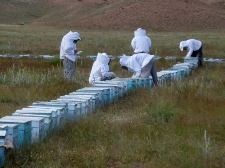 Batman'da Yıllık Bal Üretimi 250 Tona Ulaştı