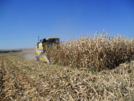 Batmanlı çiftçiler tütün yerine mısır ekmeye başladı