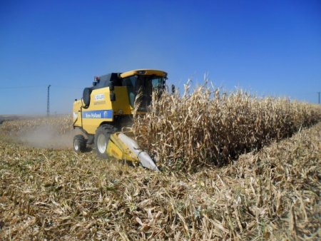 Batmanlı çiftçiler tütün yerine mısır ekmeye başladı