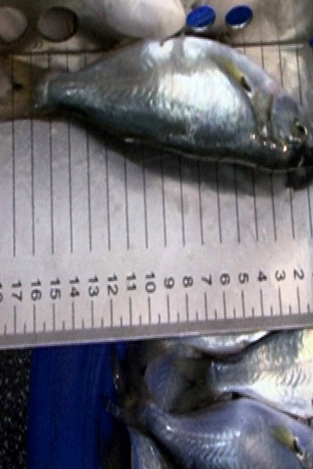 Bayraklı’da satılan balıkların boyları denetlendi