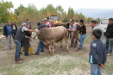 Bayram namazı ardından vatandaşlar kurbanlıklarını kesti
