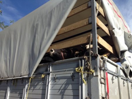 Bayramı görmeden mezbahaneyi gördüler