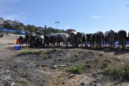 Bayramı görmeden mezbahaneyi gördüler