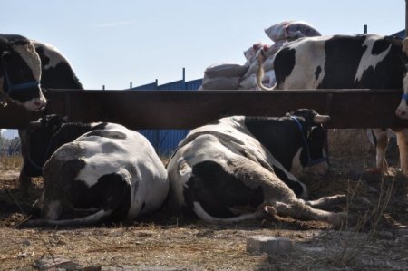 Bayramı görmeden mezbahaneyi gördüler