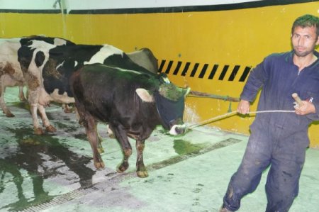 Bayrampaşa Belediyesi'nden kurban kesim tatbikatı