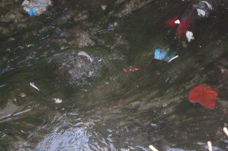 Behzat Deresi'ndeki toplu balık ölümleri korkuttu