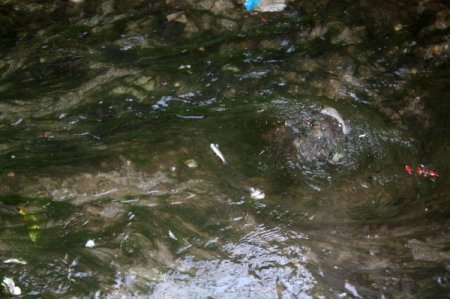 Behzat Deresi'ndeki toplu balık ölümleri korkuttu