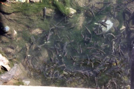 Behzat Deresi'ndeki toplu balık ölümleri korkuttu