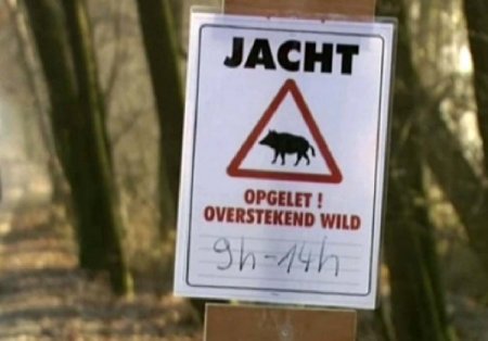 Belçika’da 200 avcı tek bir yaban domuzu avlayabildi