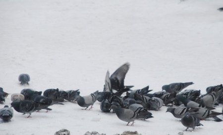 Belediye, kuşlar için parklara yem bıraktı